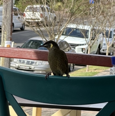 Meliphaga lewinii (Lewin's Honeyeater) at Kangaroo Valley, NSW - 22 Aug 2023 by lbradley