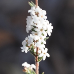 Leucopogon microphyllus var. pilibundus (Hairy Beard Heath) at Tidbinbilla Nature Reserve - 21 Aug 2023 by RAllen