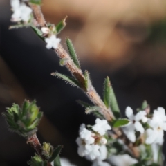 Leucopogon microphyllus var. pilibundus at Paddys River, ACT - 21 Aug 2023