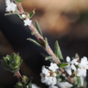 Leucopogon microphyllus var. pilibundus at Paddys River, ACT - 21 Aug 2023 03:12 PM