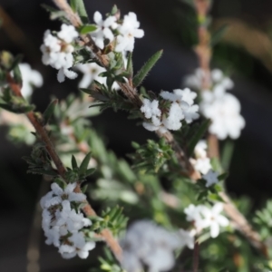 Leucopogon microphyllus var. pilibundus at Paddys River, ACT - 21 Aug 2023 03:12 PM