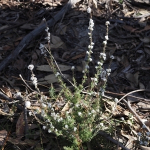 Leucopogon microphyllus var. pilibundus at Paddys River, ACT - 21 Aug 2023