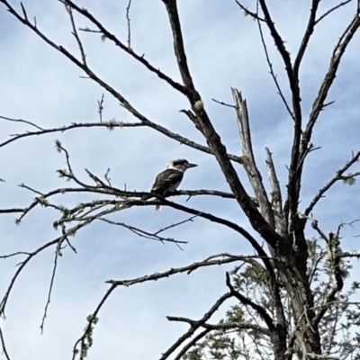 Dacelo novaeguineae (Laughing Kookaburra) at Kangaroo Valley, NSW - 22 Aug 2023 by lbradley