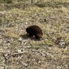 Tachyglossus aculeatus (Short-beaked Echidna) at Kangaroo Valley, NSW - 22 Aug 2023 by lbradley