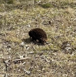 Tachyglossus aculeatus at Kangaroo Valley, NSW - 22 Aug 2023