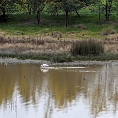 Platalea flavipes (Yellow-billed Spoonbill) at Albury - 19 Aug 2023 by Darcy