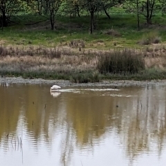 Platalea flavipes at Thurgoona, NSW - 19 Aug 2023 01:50 PM