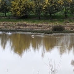 Platalea flavipes at Thurgoona, NSW - 19 Aug 2023