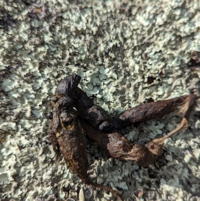 Unidentified Mammal at Gigerline Nature Reserve - 22 Aug 2023 by JP95