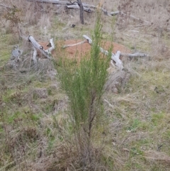 Cassinia sifton (Sifton Bush, Chinese Shrub) at Majura, ACT - 2 Aug 2023 by HappyWanderer