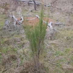 Cassinia sifton (Sifton Bush, Chinese Shrub) at Mount Majura - 2 Aug 2023 by HappyWanderer