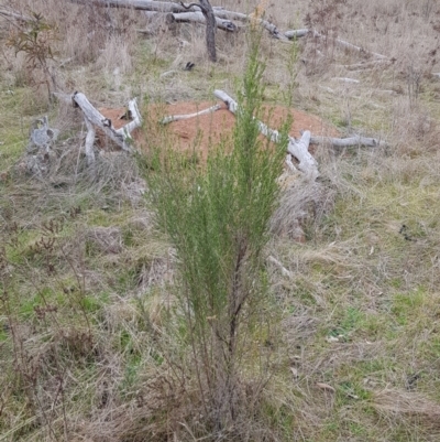 Cassinia sifton (Sifton Bush, Chinese Shrub) at Mount Majura - 2 Aug 2023 by HappyWanderer