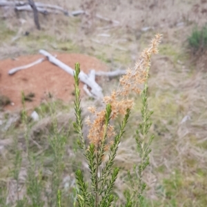 Cassinia sifton at Majura, ACT - 2 Aug 2023