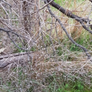 Galium aparine at Majura, ACT - 2 Aug 2023 12:18 PM