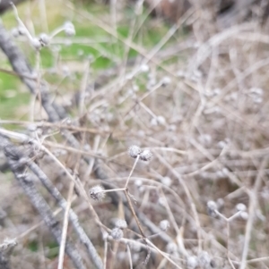 Galium aparine at Majura, ACT - 2 Aug 2023 12:18 PM