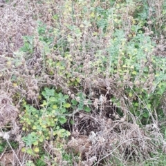 Marrubium vulgare (Horehound) at Mount Majura - 2 Aug 2023 by HappyWanderer