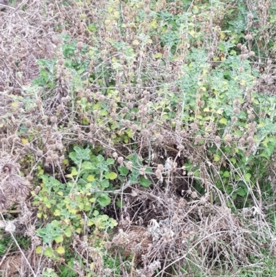 Marrubium vulgare (Horehound) at Mount Majura - 2 Aug 2023 by HappyWanderer
