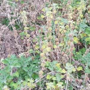 Marrubium vulgare at Majura, ACT - 2 Aug 2023