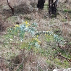 Acacia baileyana (Cootamundra Wattle, Golden Mimosa) at Mount Majura - 2 Aug 2023 by HappyWanderer