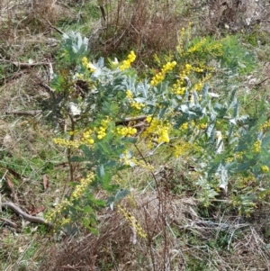 Acacia baileyana at Watson, ACT - 2 Aug 2023