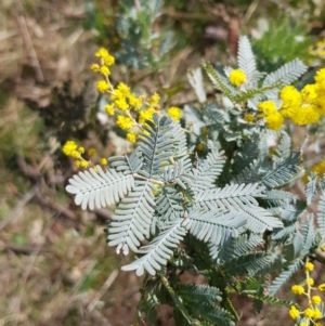 Acacia baileyana at Watson, ACT - 2 Aug 2023