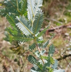 Acacia baileyana at Watson, ACT - 2 Aug 2023