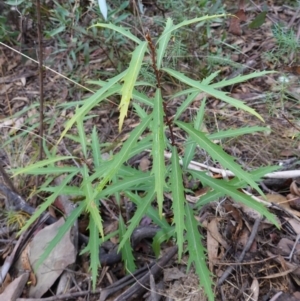 Lomatia myricoides at Cotter River, ACT - 4 Jun 2023