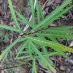 Lomatia myricoides at Cotter River, ACT - 4 Jun 2023
