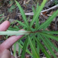 Lomatia myricoides at Cotter River, ACT - 4 Jun 2023