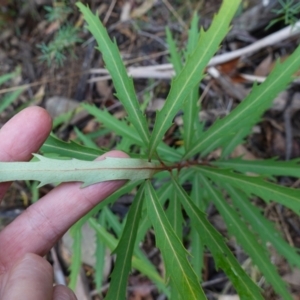 Lomatia myricoides at Cotter River, ACT - 4 Jun 2023 01:15 PM