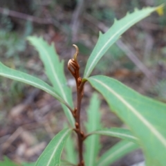 Lomatia myricoides at Cotter River, ACT - 4 Jun 2023 01:15 PM