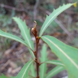 Lomatia myricoides at Cotter River, ACT - 4 Jun 2023 01:15 PM