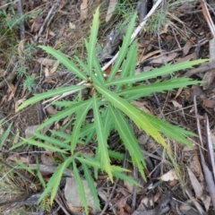 Lomatia myricoides at Cotter River, ACT - 4 Jun 2023 01:15 PM