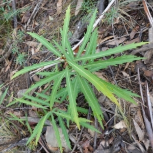 Lomatia myricoides at Cotter River, ACT - 4 Jun 2023