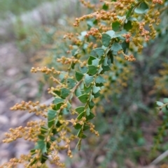 Acacia pravissima (Wedge-leaved Wattle, Ovens Wattle) at Cotter River, ACT - 4 Jun 2023 by RobG1