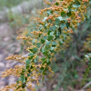 Acacia pravissima at Cotter River, ACT - 4 Jun 2023