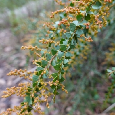 Acacia pravissima (Wedge-leaved Wattle, Ovens Wattle) at Cotter River, ACT - 4 Jun 2023 by RobG1