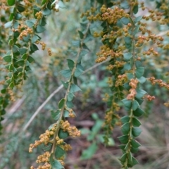 Acacia pravissima at Cotter River, ACT - 4 Jun 2023 01:29 PM