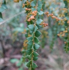 Acacia pravissima at Cotter River, ACT - 4 Jun 2023 01:29 PM