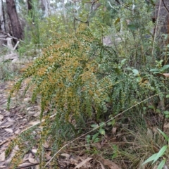 Acacia pravissima at Cotter River, ACT - 4 Jun 2023