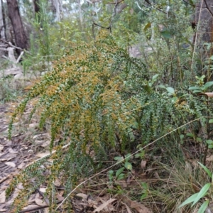 Acacia pravissima at Cotter River, ACT - 4 Jun 2023 01:29 PM