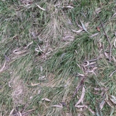 Nassella neesiana (Chilean Needlegrass) at Hackett, ACT - 22 Aug 2023 by waltraud