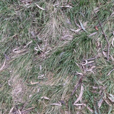 Nassella neesiana (Chilean Needlegrass) at Hackett, ACT - 22 Aug 2023 by waltraud