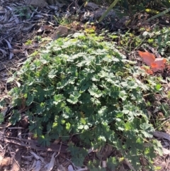 Geranium solanderi var. solanderi (Native Geranium) at Mount Majura - 23 Aug 2023 by waltraud