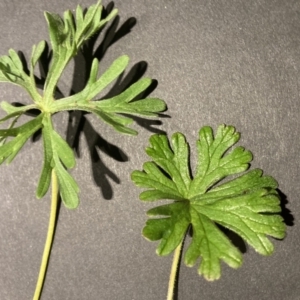 Geranium solanderi var. solanderi at Hackett, ACT - 24 Aug 2023