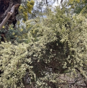 Acacia genistifolia at Hackett, ACT - 16 Aug 2023