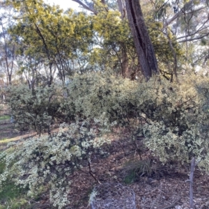 Acacia genistifolia at Hackett, ACT - 16 Aug 2023 03:53 PM