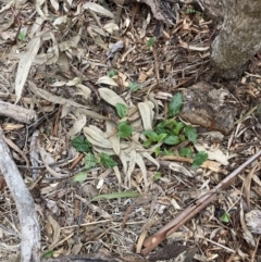 Arum italicum (Italian Arum) at Mount Majura - 22 Aug 2023 by waltraud