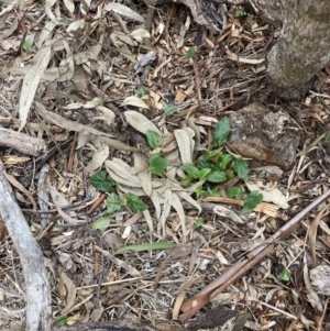 Arum italicum at Hackett, ACT - 22 Aug 2023 12:07 PM