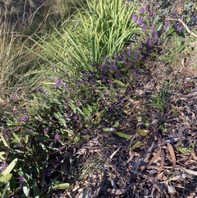 Hardenbergia violacea (False Sarsaparilla) at Mount Majura - 16 Aug 2023 by waltraud